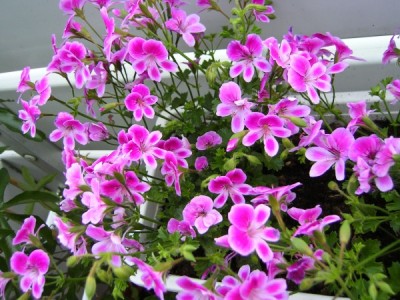 Pelargonie2.jpg