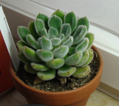 Echeveria.jpg