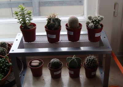 new_Cacteen-Family.jpg