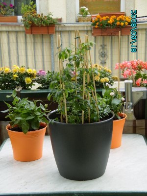 PICT0266.JPG