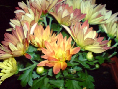 DSC00699.JPG