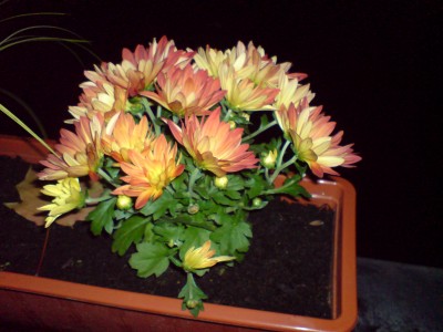 DSC00701.JPG