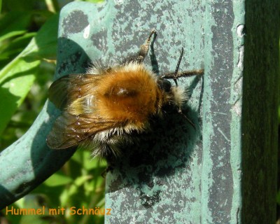 Hummel mit Schnäuz w.jpg