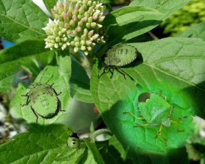 Stinkwanze mit Larven.jpg