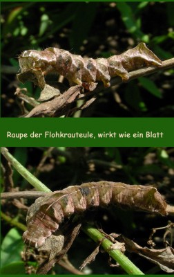 Raupe der Flohkrauteule w.jpg