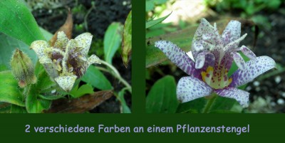 Krötenvariation.jpg