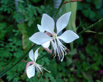 Gaura w.jpg