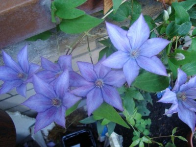 Clematis blau, neu.JPG