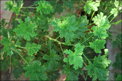 IMG_2355_herb.jpg