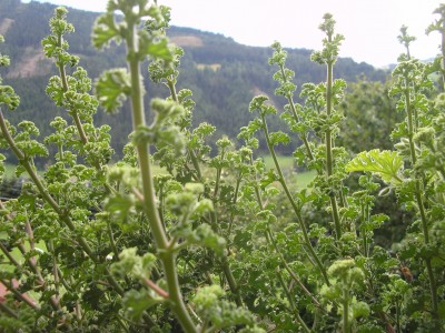 Pelargonium (90).jpg