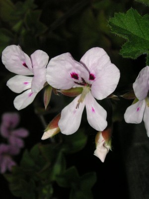 Pelargonium (28).jpg