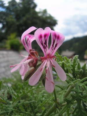 Pelargonium (74).jpg