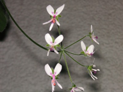 Pelargonium (15).jpg