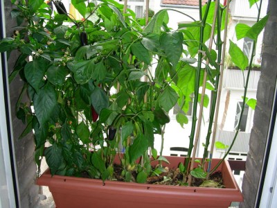 chili_2006-1.jpg