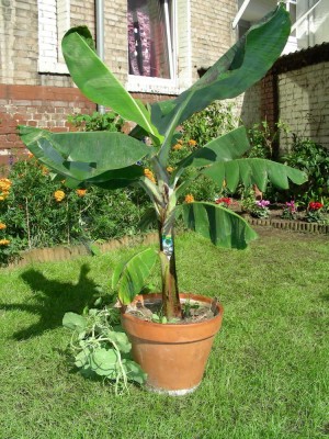 musa_unbekannt-1.jpg