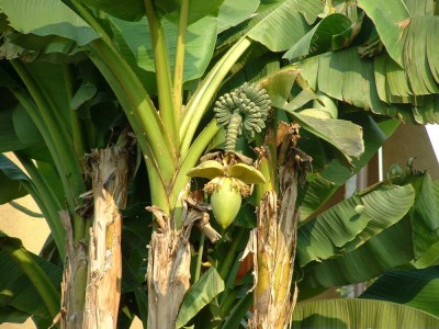 banane_mandello_2.jpg