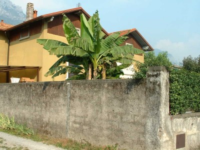 banane_mandello_1.jpg