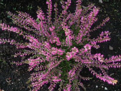 tn_Erika 001 - Kopie.JPG