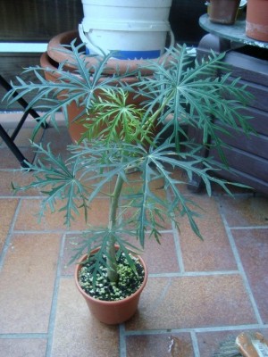 Jatropha multifida.JPG