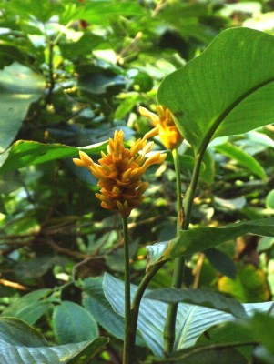 DSCF7425.JPG