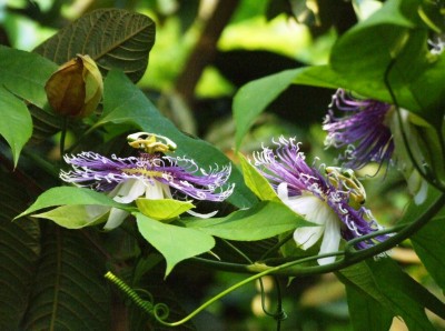 DSCF7424.JPG