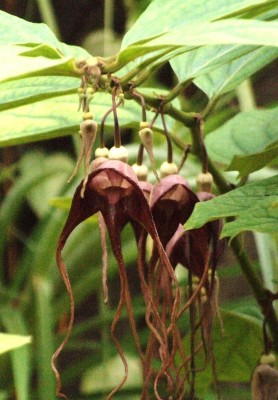 DSCF7466.JPG