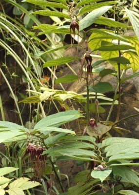 DSCF7465.JPG