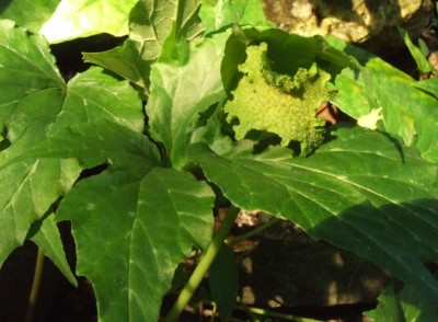 DSCF7431.JPG