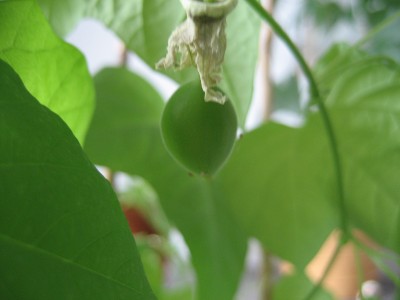 morifolia frucht.JPG