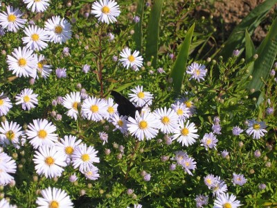 Tagpfauenauge von unten.jpg