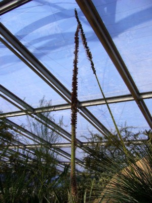 Zoo, Boga usw. 126.jpg