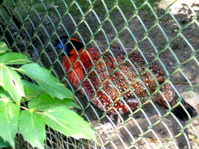 Zoo, Boga usw. 163.jpg