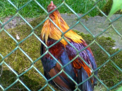 Zoo, Boga usw. 158.jpg