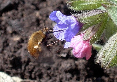 Hummelschweber Wollschweber - Bombylus major.JPG