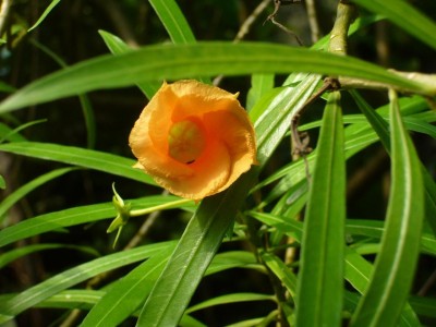 Zoo, Boga usw. 208.jpg