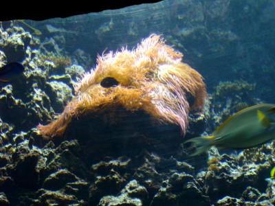 Zoo, Boga usw. 248.jpg