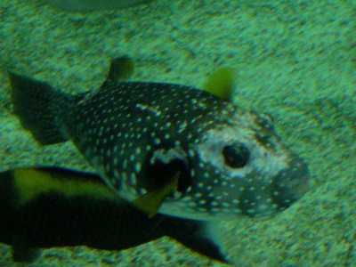 Zoo, Boga usw. 241.jpg