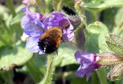Hummelschweber- Bombylus major.JPG
