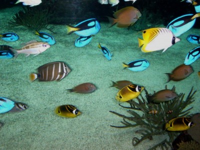 Zoo, Boga usw. 236.jpg