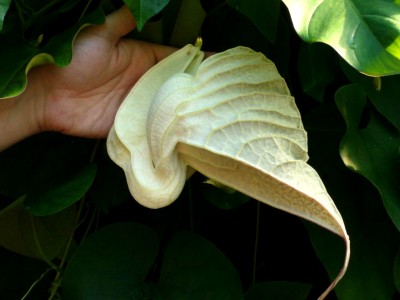 Zoo, Boga usw. 216.jpg