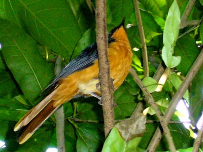 Zoo, Boga usw. 270.jpg