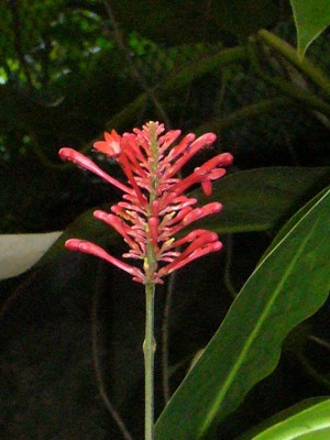 Zoo, Boga usw. 262.jpg