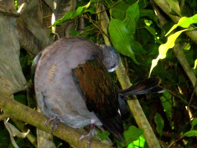 Zoo, Boga usw. 281.jpg