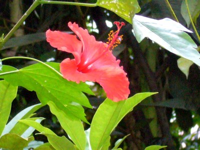 Zoo, Boga usw. 296.jpg