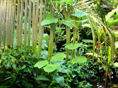Zoo, Boga usw. 323.jpg