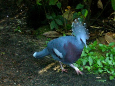 Zoo, Boga usw. 319.jpg