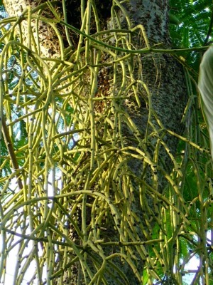 Zoo, Boga usw. 317.jpg