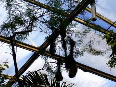 Zoo, Boga usw. 341.jpg