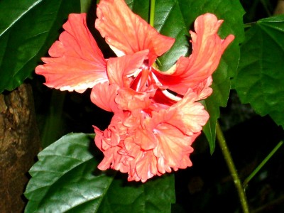 Zoo, Boga usw. 333.jpg