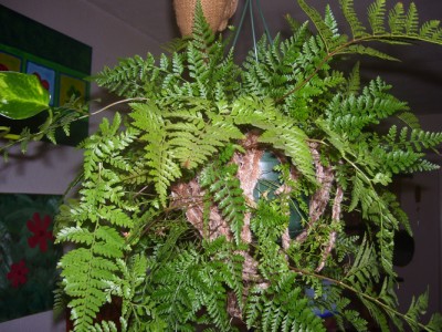 Julchen 246m.jpg